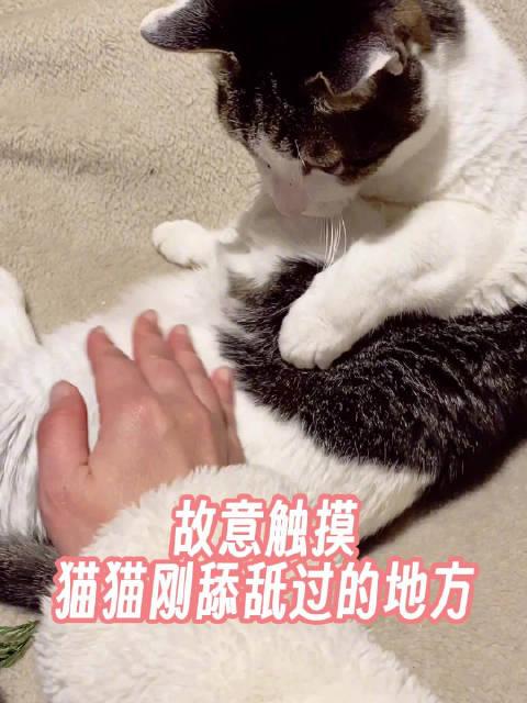 铲屎官故意触摸，猫猫刚舔舐过的地方，看它会有什么反应？！这眼神哈哈哈__财经头条
