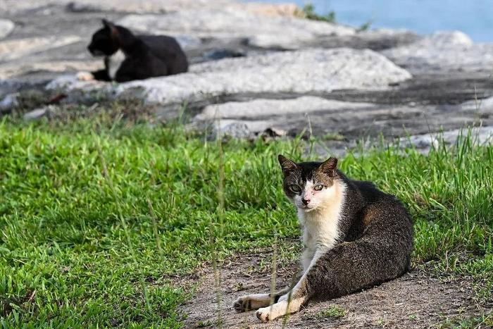 当地时间2024年4月24日,新加坡南码头,流浪猫坐在海湾旁。视觉中国供图