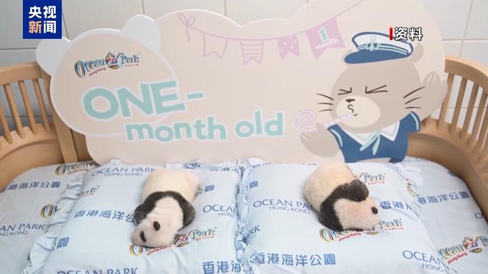 萌翻全场!香港首对龙凤胎大熊猫宝宝正式亮相