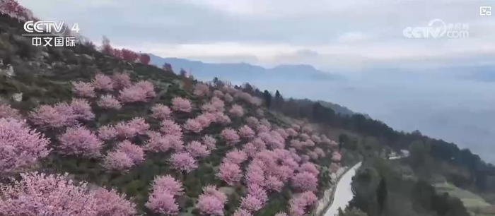 踏青赏花享春光“春日经济”活力旺