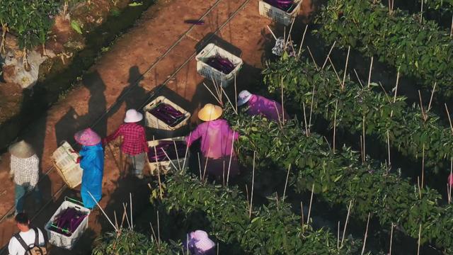 孟定镇一蔬菜基地,工人正装运蔬菜。(受访单位供图)