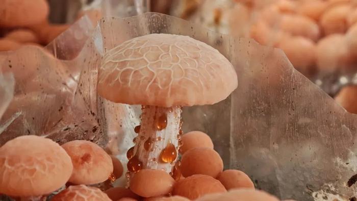 图源:“昆明食用菌研究所”微信公众号 周麟 刘鑫 摄