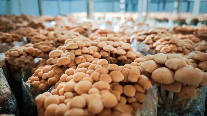 图源:“昆明食用菌研究所”微信公众号 周麟 刘鑫 摄