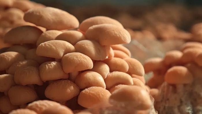 图源:“昆明食用菌研究所”微信公众号 周麟 刘鑫 摄