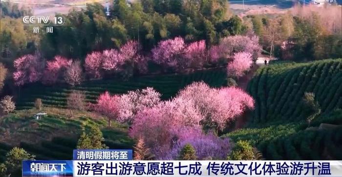 清明假期“遇上”周末，周边游火爆，赏花民俗体验热度攀升