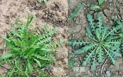 无数人将辣蒿误认成荠菜