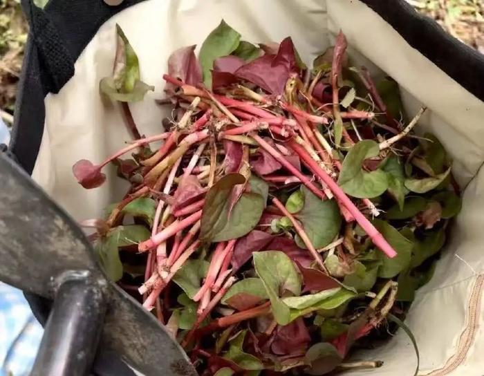 网友“打野”挖的折耳根