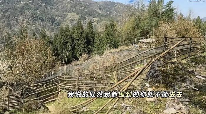 王女士种植药材的地