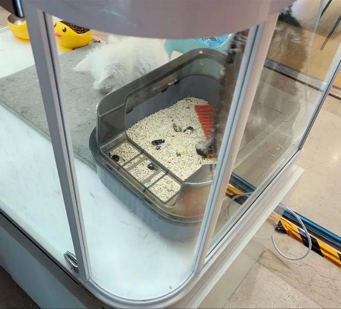 网友发帖质疑商场里的“自助售宠”摊位