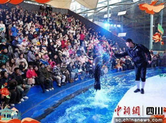 海滨城海狮表演。双流区文化广电体育和旅游局 供图