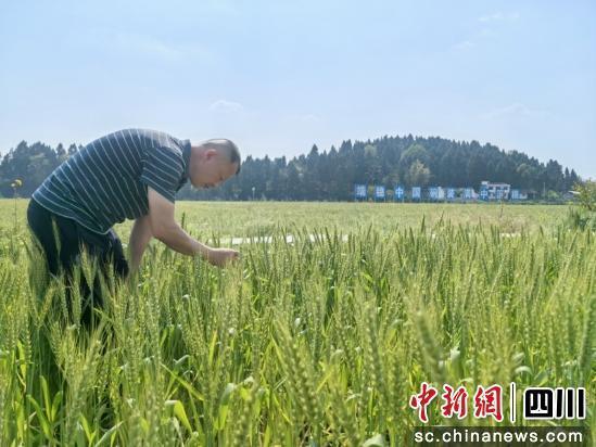 杨邓平查看小麦长势。潘政吉 摄