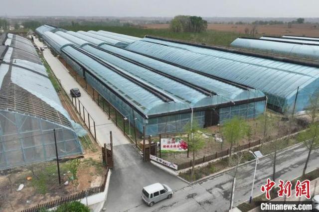 这片占地100亩的樱桃园是当地农业产业结构调整的成功典范。 黄梓晨 摄