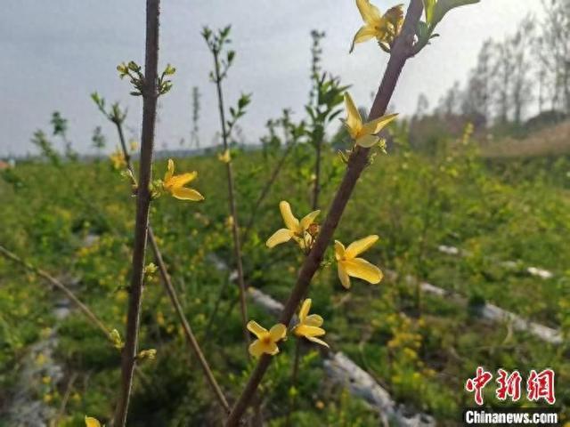 东沟村地处丘陵地带,连翘野生资源丰富。 胡高楠 摄