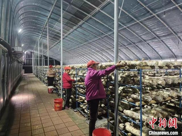 村民们穿梭在菌棒间,手法娴熟地将个头大、品相好的香菇采摘入桶。 刘庆康 摄