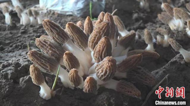 小小“羊肚菌”撑开了“致富伞”。 师小淦 摄