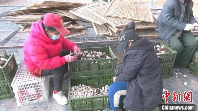 一簇簇羊肚菌破土而出,迎来丰收季,村民们忙着采收、晾晒、装箱、售卖。 师小淦 摄