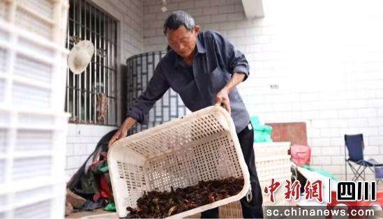 成片虾。王仲杰 摄