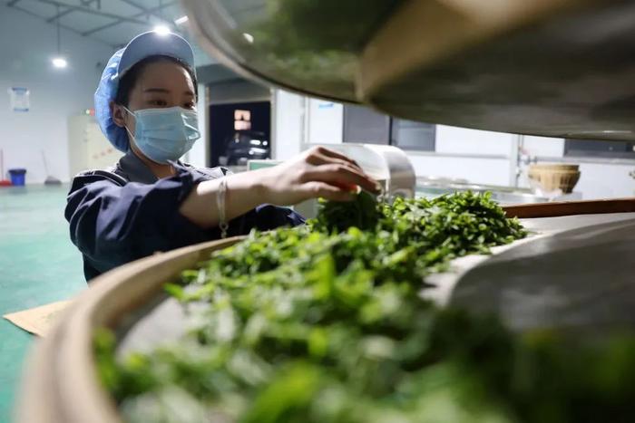 在陇南市康县铜钱镇双河村丰正源种植农民专业合作社,一名工作人员在摊晾茶叶鲜叶(4月20日摄)。