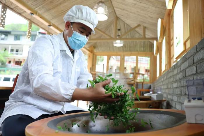 在陇南市康县阳坝镇老江坝村的茶叶采摘加工体验中心,茶艺师刘朝辉在手工制茶(4月21日摄)。