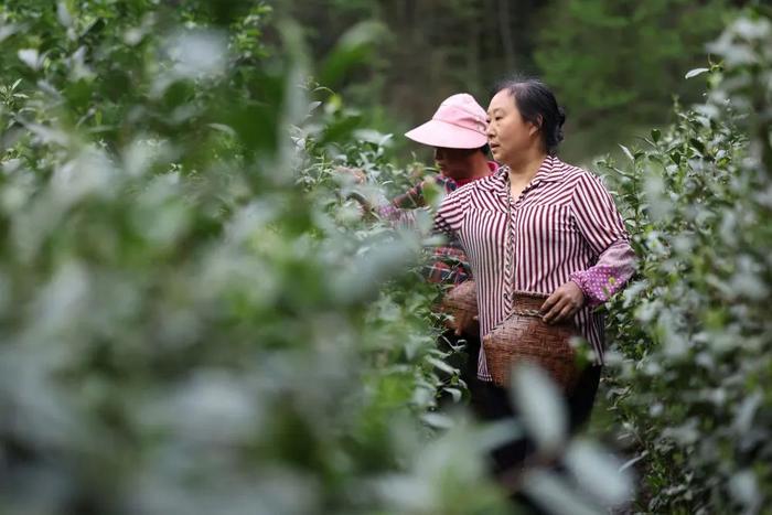 在陇南市康县铜钱镇铜钱坝村的一处茶园里,茶农朱春华(右)在采摘春茶(4月20日摄)。