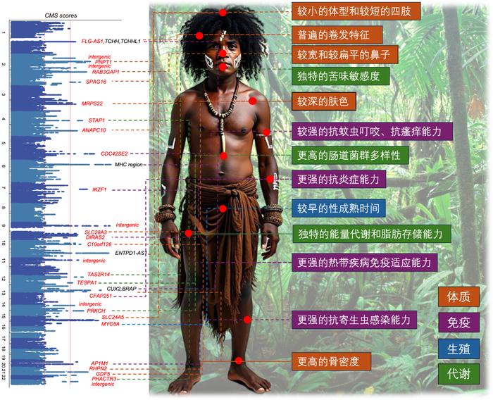东南亚人群基因组中的自然选择信号和潜在的环境适应表型。(研究团队供图)
