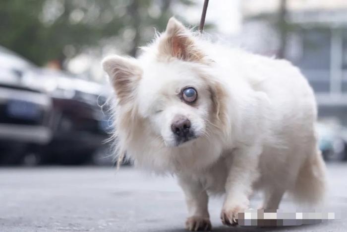 阿派救助的老年犬“小珊”。 图源:阿派