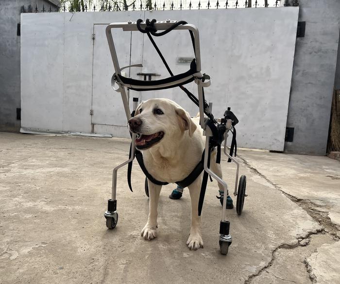 一只寄养中心的老年犬,在特制工具的辅助下走路。 新京报记者 秦冰 摄