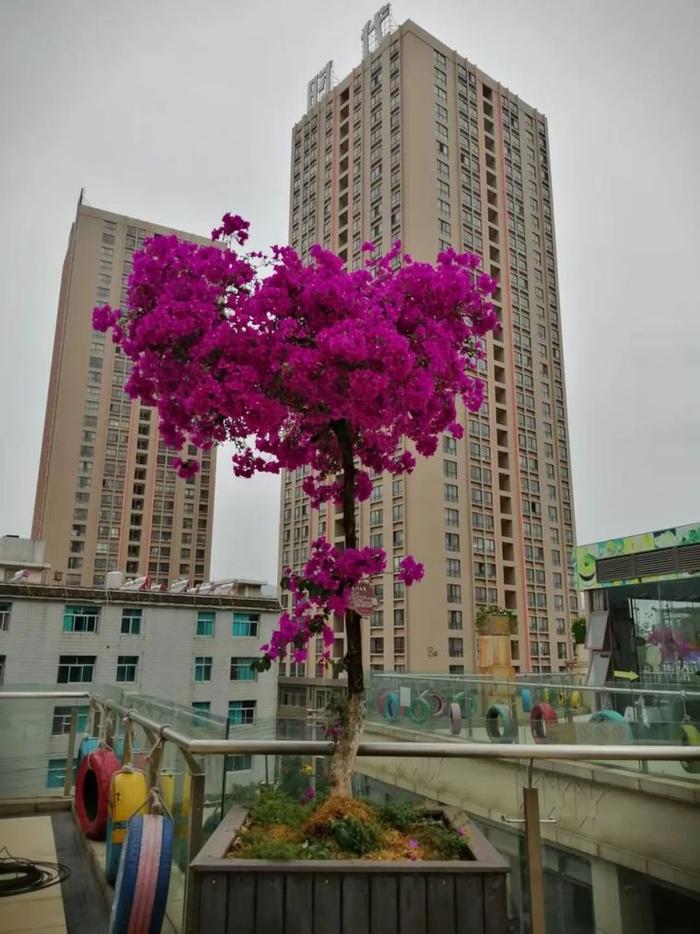 “‘宜’路花开 良时美景”三角梅主题摄影展(不看后悔)