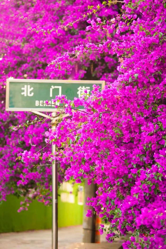 “‘宜’路花开 良时美景”三角梅主题摄影展(不看后悔)