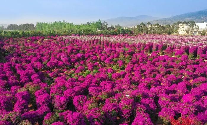 “‘宜’路花开 良时美景”三角梅主题摄影展(不看后悔)