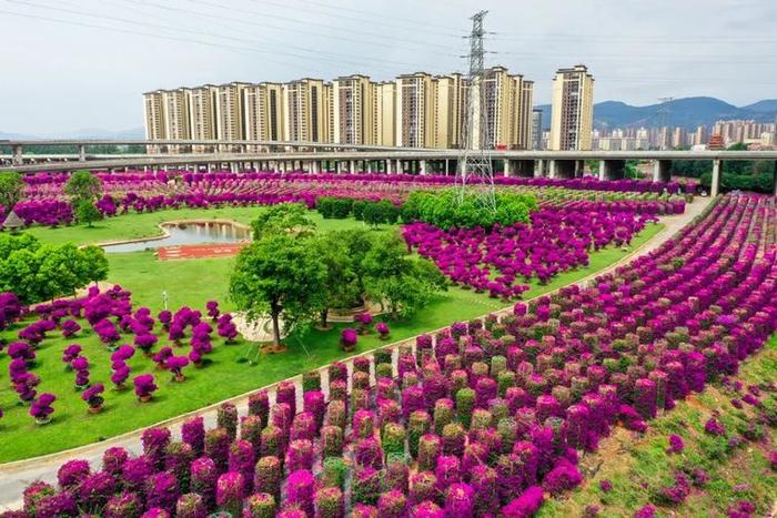 “‘宜’路花开 良时美景”三角梅主题摄影展(不看后悔)