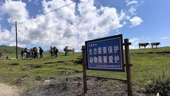 游客喂牛肉干、敲打牛屁股遭牛群“踩踏”?景区:疑似因其犬只引起