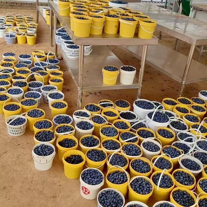2万月薪吃不起百果园?这些进口高端水果正在被国产平替掉