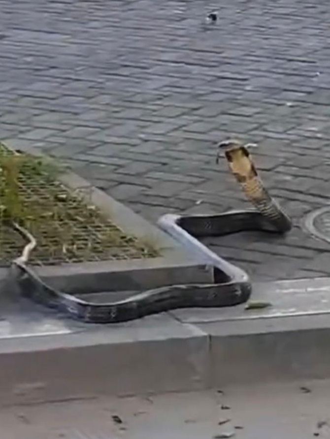 四川一街道上现剧毒眼镜王蛇：属国家二级保护动物，消防捕获后带至60公里外放生