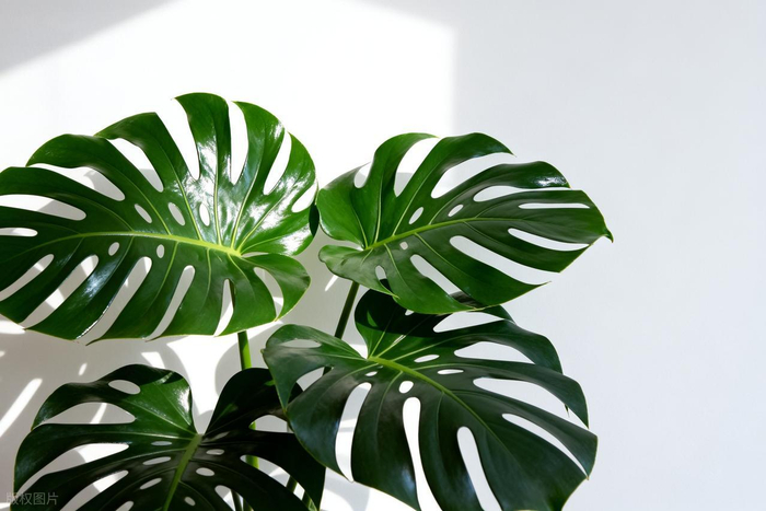 龟背竹怎么浇水合适 w700d1q75cms.jpg?by=cms_fixed_width