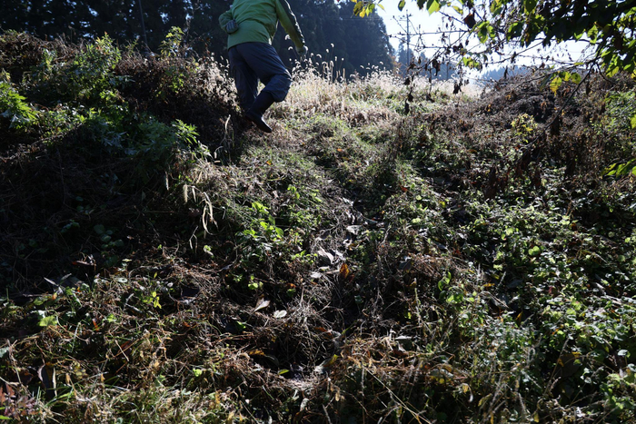 日本“熊出没”已致13人身亡，创历史新高