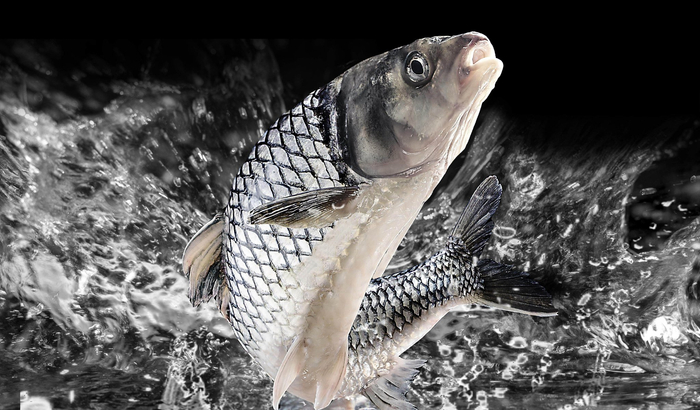 业链，主攻“风险大、利润高”的品种，如苏丹鱼、忘不了鱼、太子鱼等。