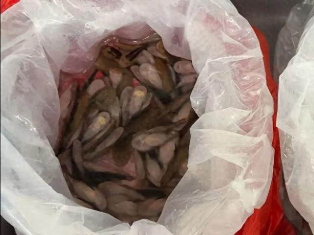 深圳海关在一女子裙内查获229条活鱼