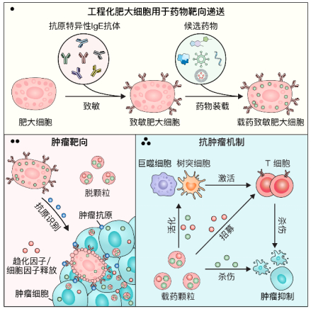 中国科学家，发现抗癌“新利器”！