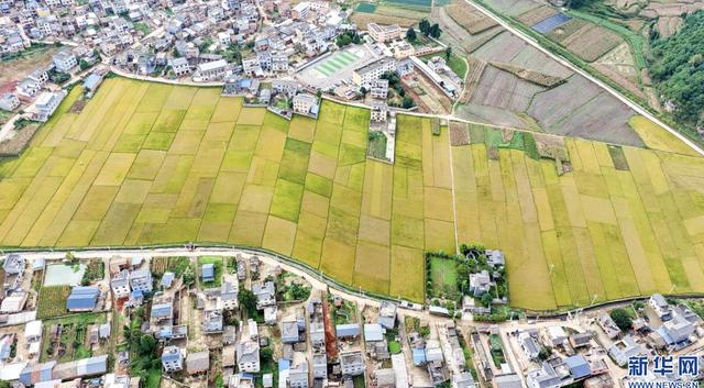 好评中国丨城乡双向奔赴 民生扎根结果