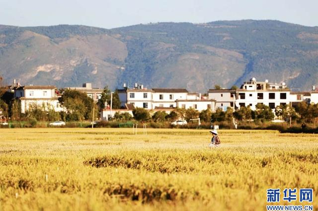 好评中国丨城乡双向奔赴 民生扎根结果