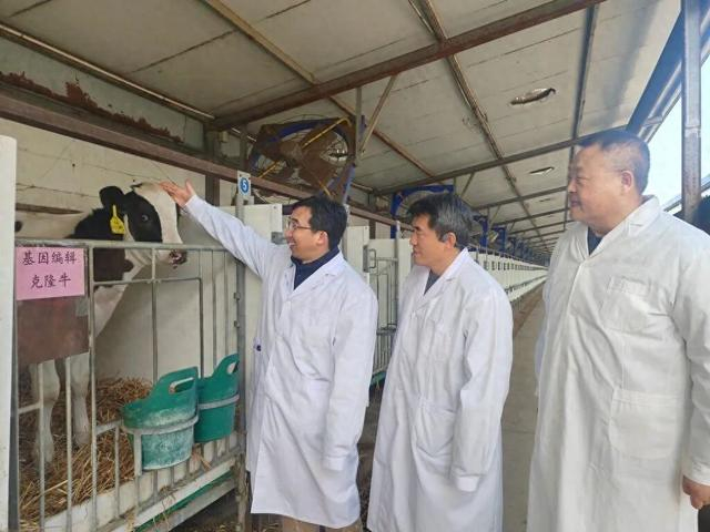 世界首批胚胎干细胞基因编辑克隆牛在石家庄培育成功