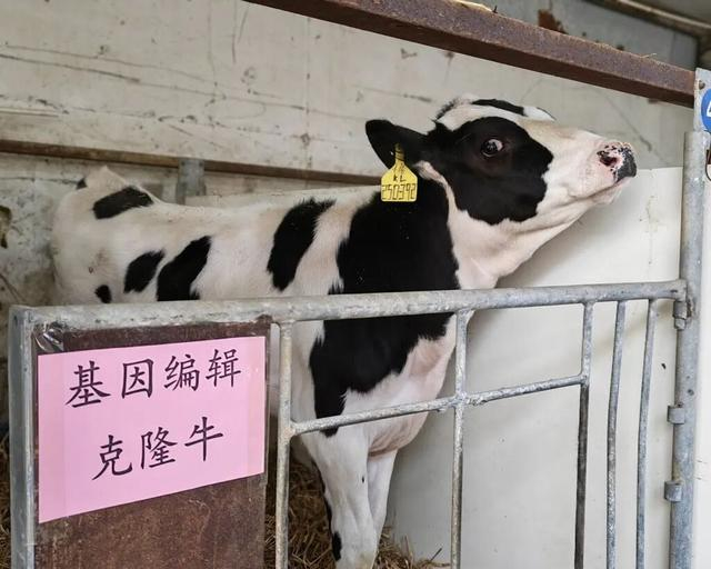 世界首批胚胎干细胞基因编辑克隆牛在石家庄培育成功