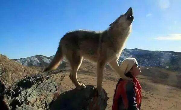 《重返狼群》10年后再度爆火，为何“格林”必须被送回草原？|李微漪|亦风|重返·狼群| …