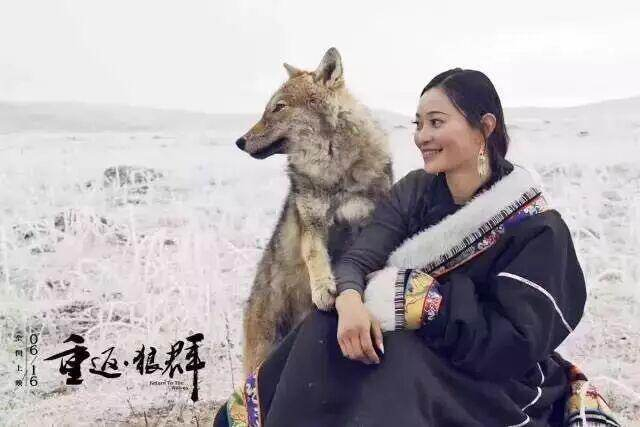 《重返狼群》10年后再度爆火，为何“格林”必须被送回草原？|李微漪|亦风| …