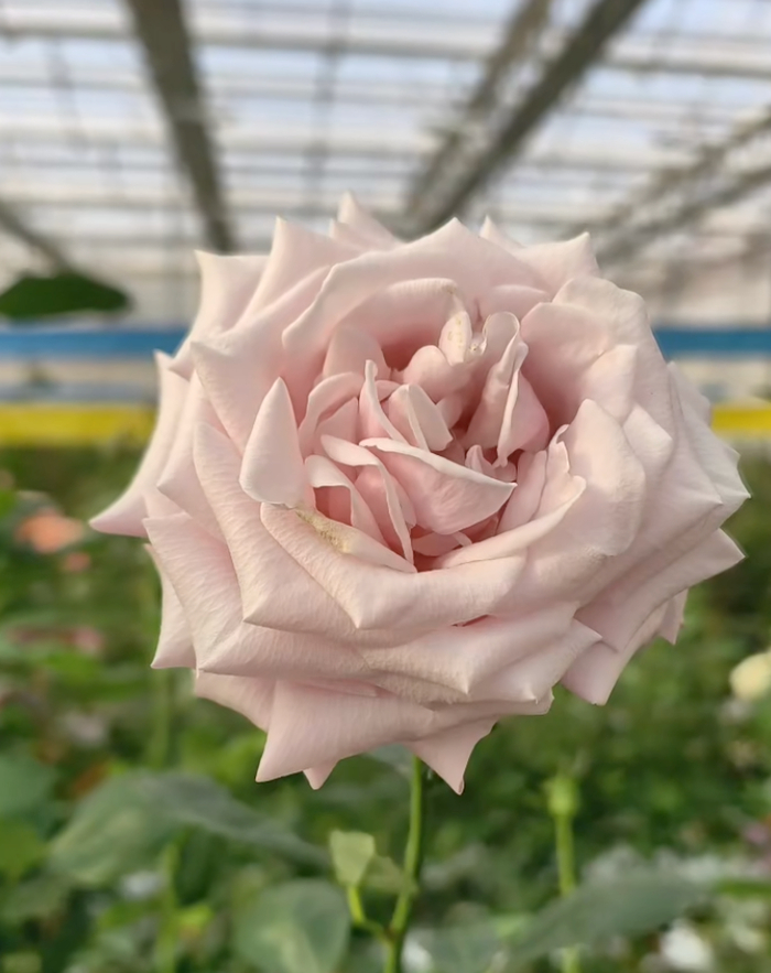 “这朵花，就叫‘娇龙’吧！”