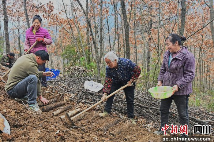 广元朝天：林下种植天麻 铺就群众增收路