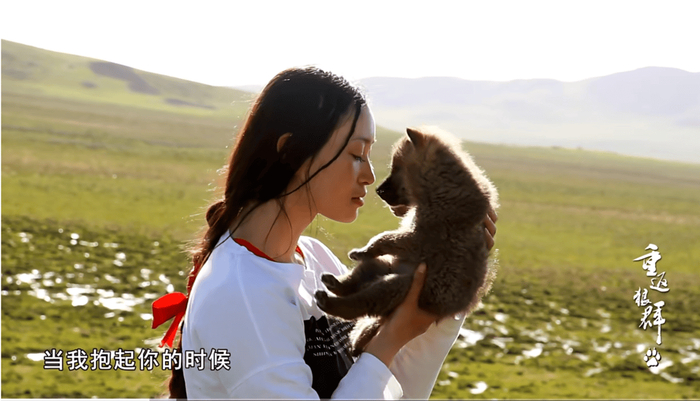 纪录片《重返狼群》翻红引网友关心“格林”近况若尔盖当地回应|李微漪|重 …