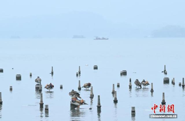 3月24日，多只鸳鸯在西湖栖息。中新社记者 王刚 摄