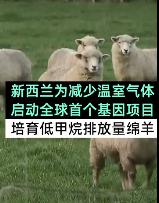 囧哥:羊太难了！为减少温室气体排放培育放屁少的羊